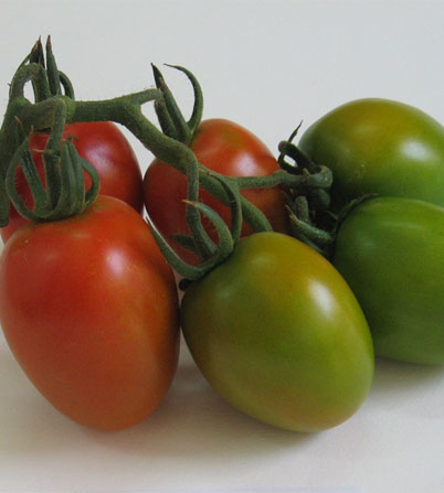 'Ovetto' Oblungo Tomato