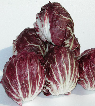 Chioggia Chicory