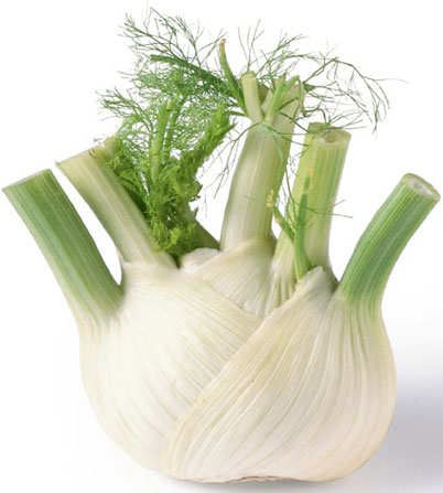 Fennel