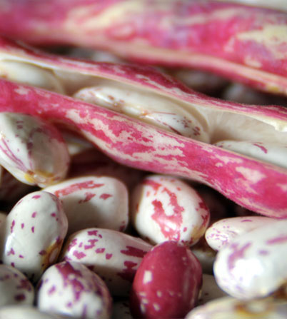 Cranberry Beans