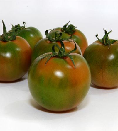 Tomato Camone