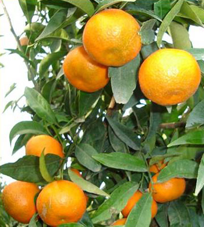 Mandarina Hernandina